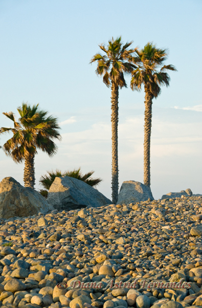 USA,-pebbly-Beach-and-Palm-Trees,-San-Diego